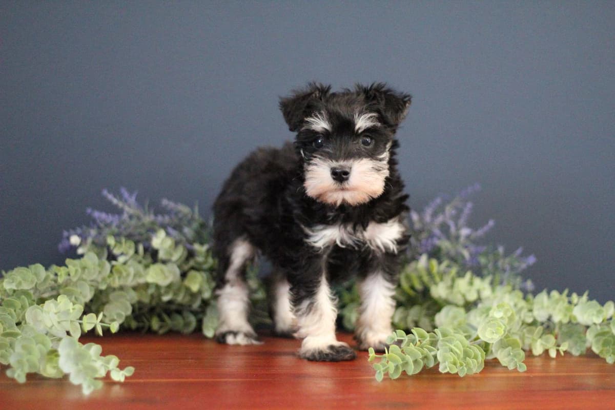 Casper breeder image 14