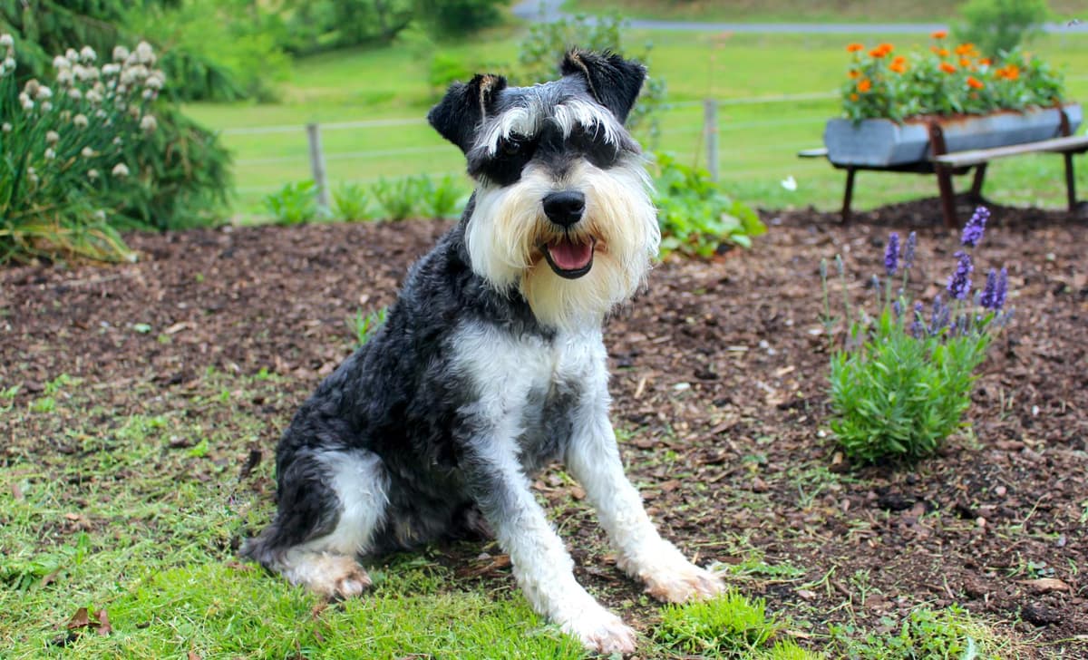 Casper breeder image 2