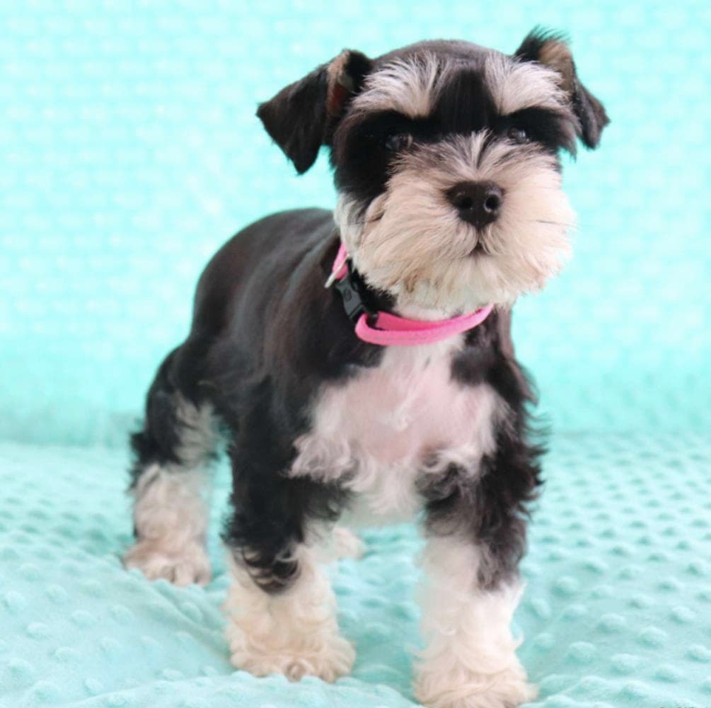 Casper breeder image 5