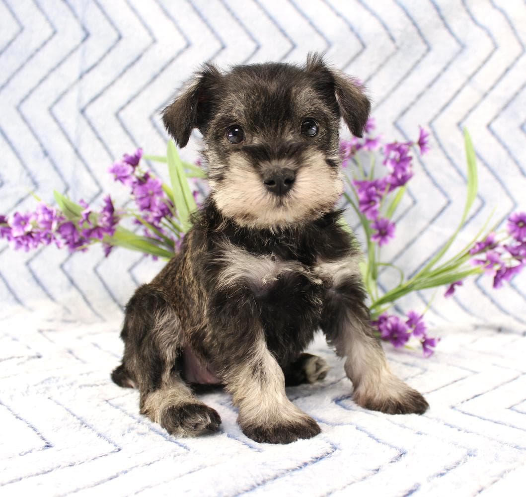 Casper breeder image 8