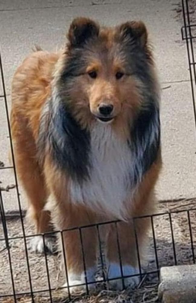 Leeloo - High Energy Needs Room To Run breeder image 3