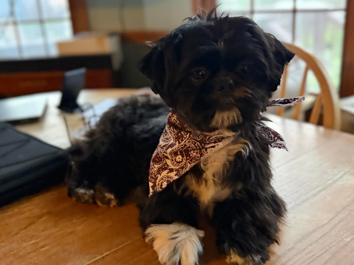 Leeloo - High Energy Needs Room To Run breeder image 9