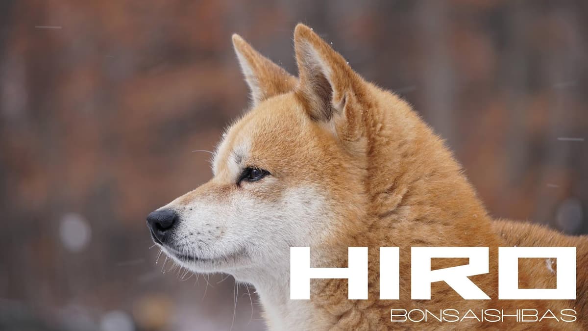KIMI breeder image 16