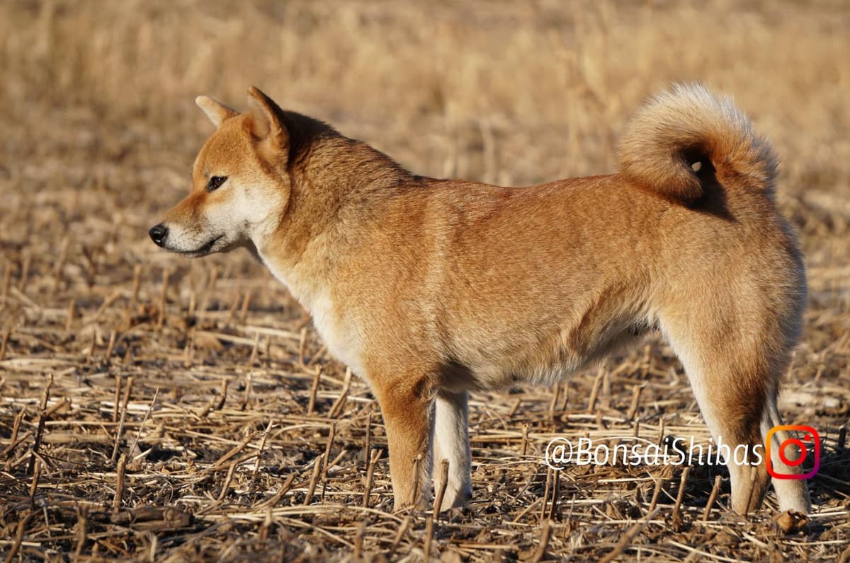 KIMI breeder image 18