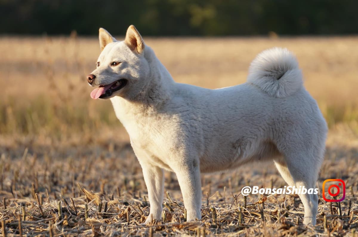 KIMI breeder image 19