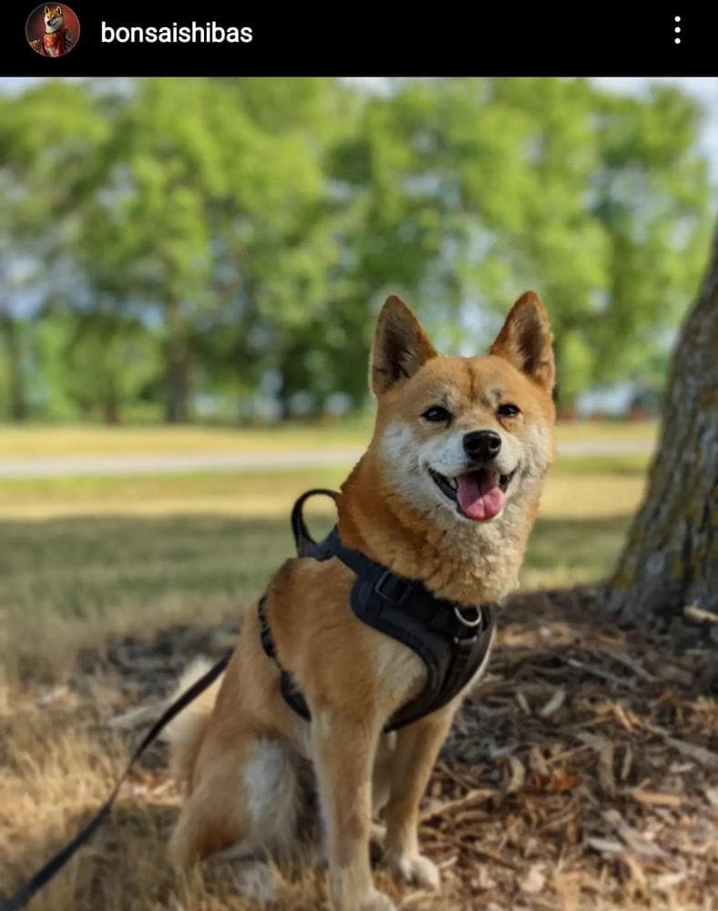 KIMI breeder image 23