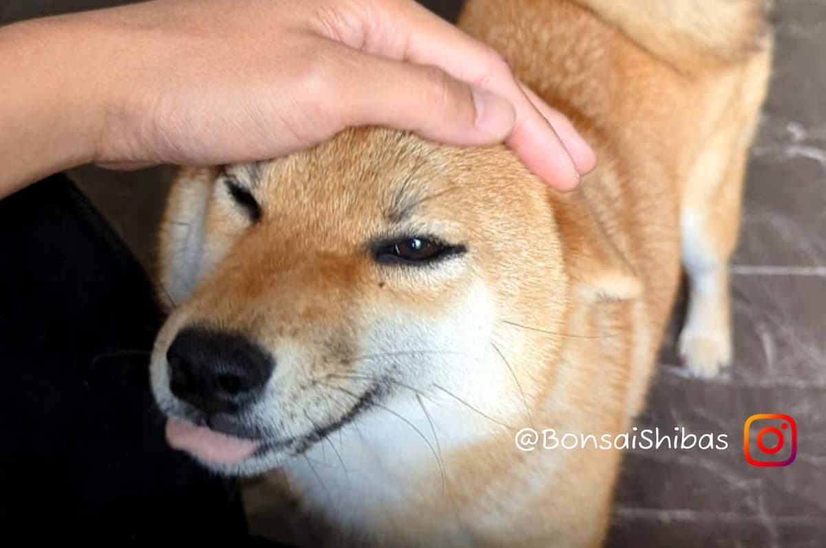 KIMI breeder image 24