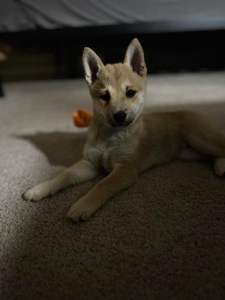 KIMI breeder image 32