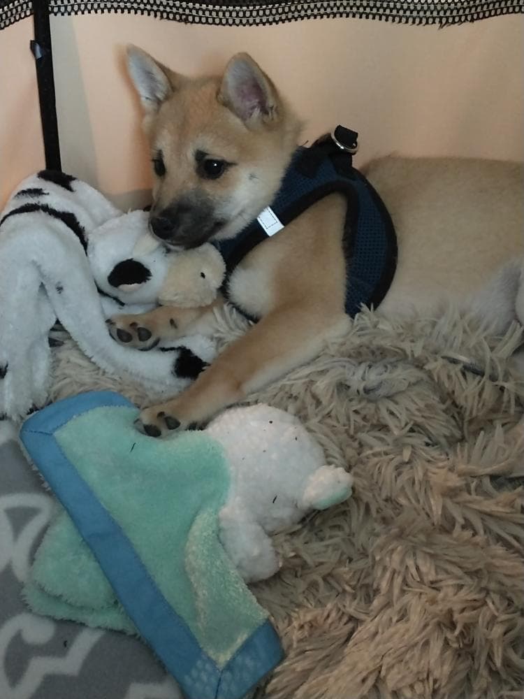 KIMI breeder image 33