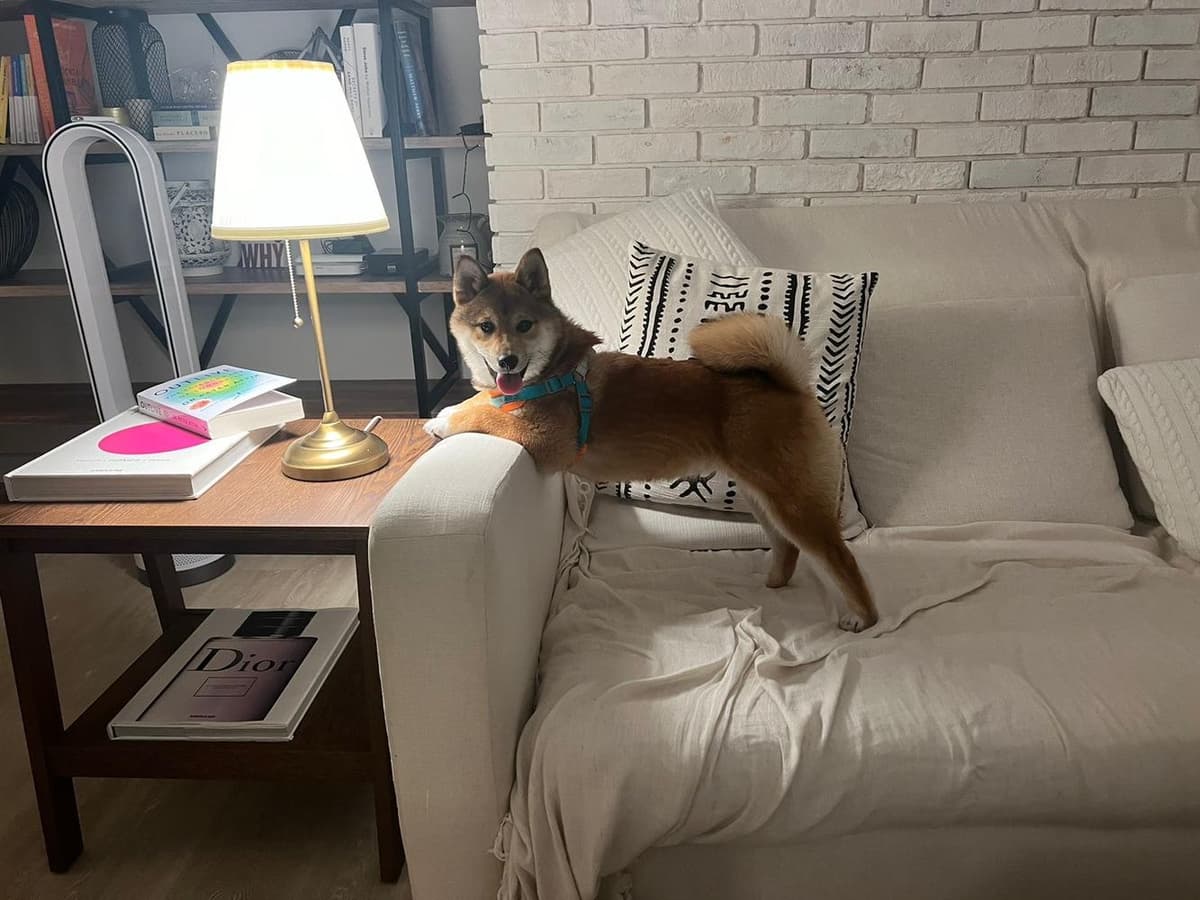 KIMI breeder image 46