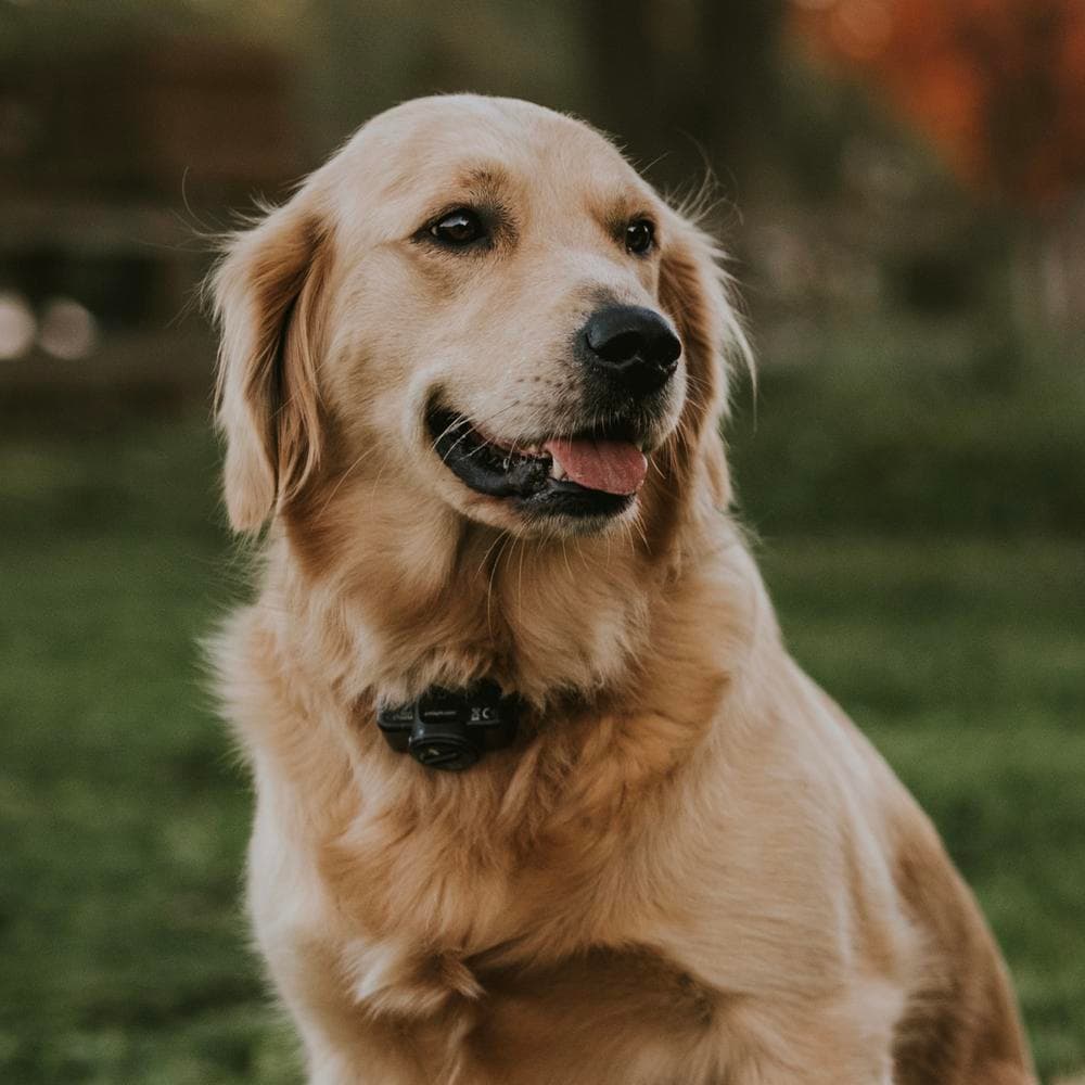Boy 4 breeder image 2