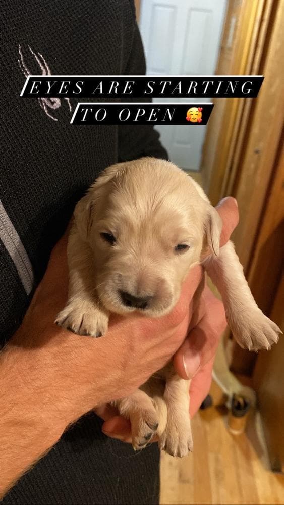 Boy 4 breeder image 4