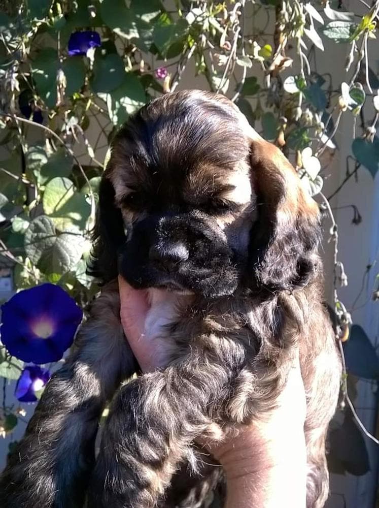 Brown and white girl 2 breeder image 10