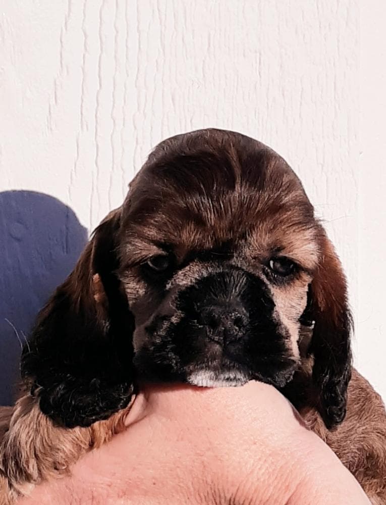 Brown and white girl 2 breeder image 16