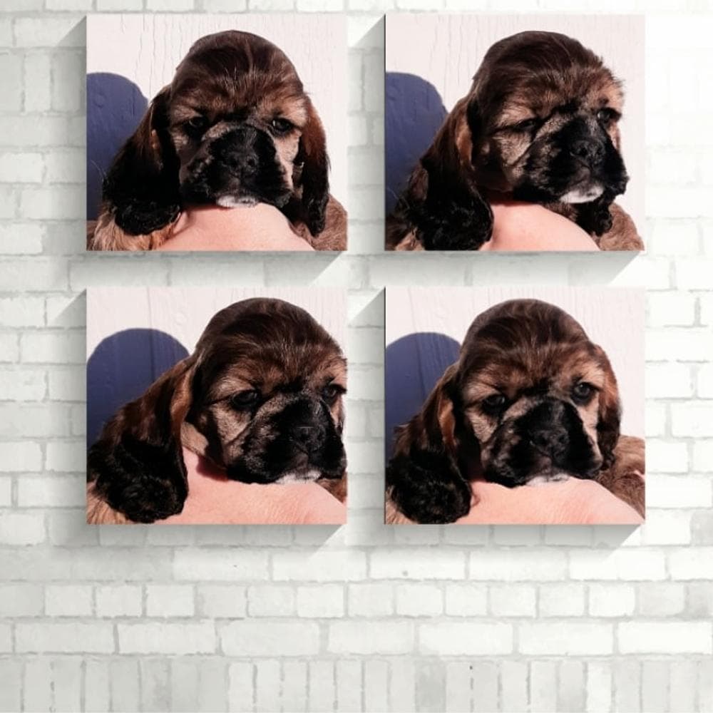 Brown and white girl 2 breeder image 17