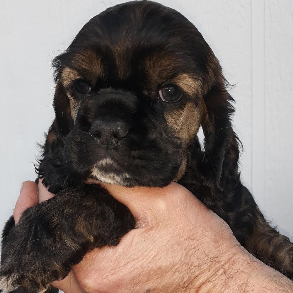Brown and white girl 2 breeder image 18