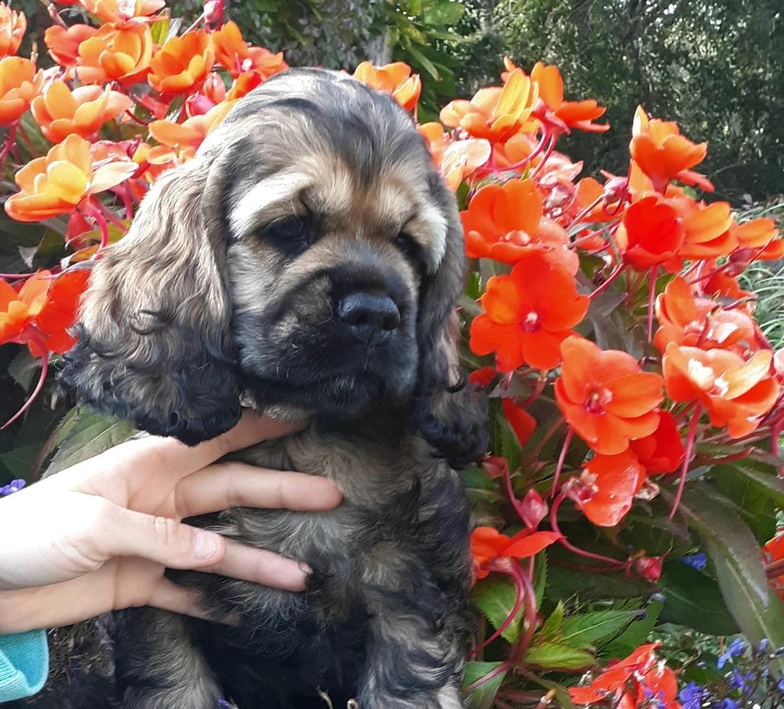 Brown and white girl 2 breeder image 23