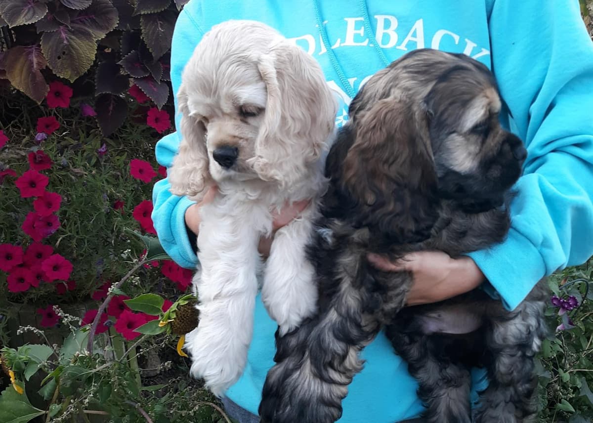 Brown and white girl 2 breeder image 24
