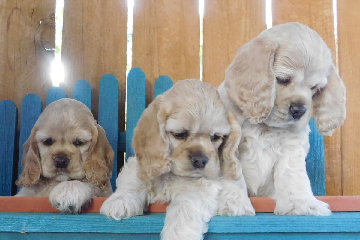 Brown and white girl 2 breeder image 31