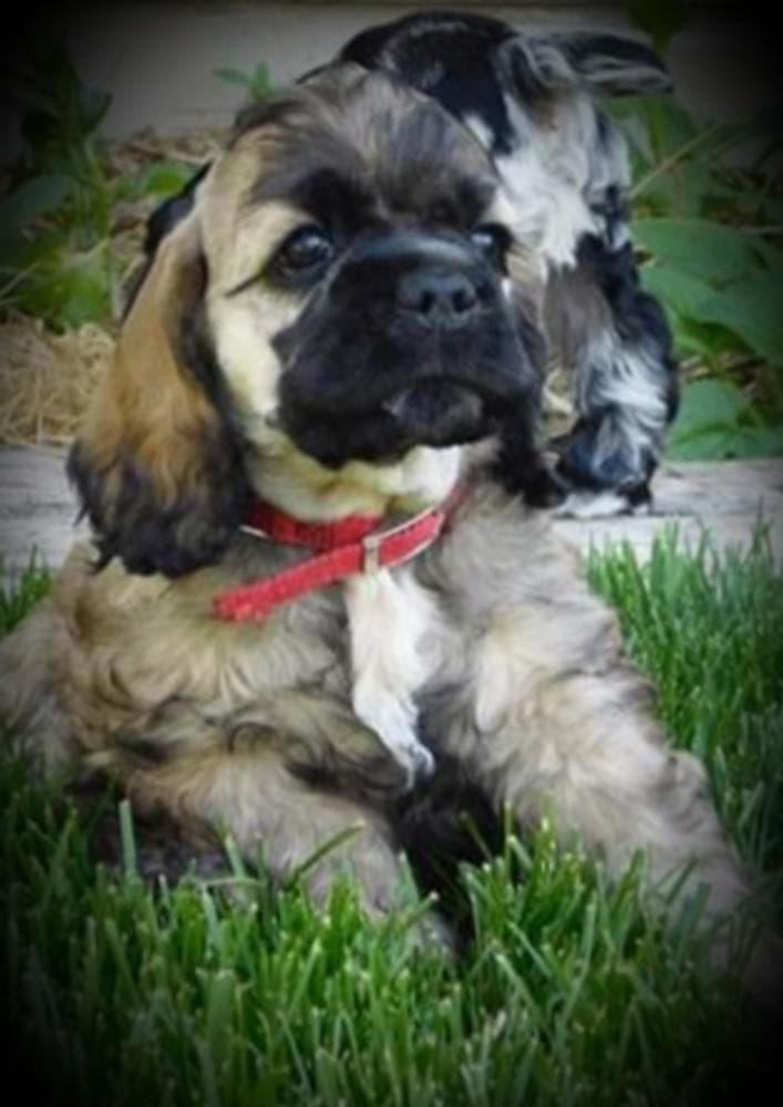 Brown and white girl 2 breeder image 39
