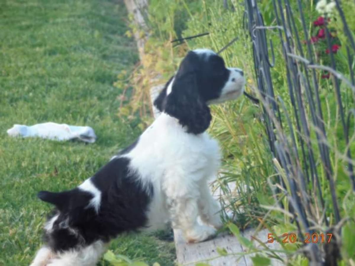 Brown and white girl 2 breeder image 42