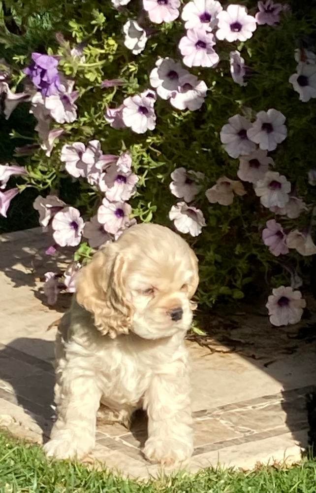 Brown and white girl 2 breeder image 47