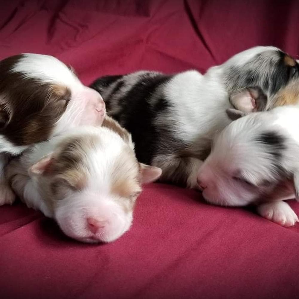 RTM -NBT breeder image 6