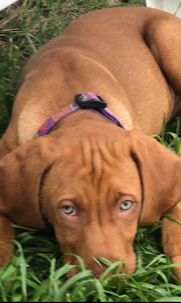 Girl 2 breeder image 12