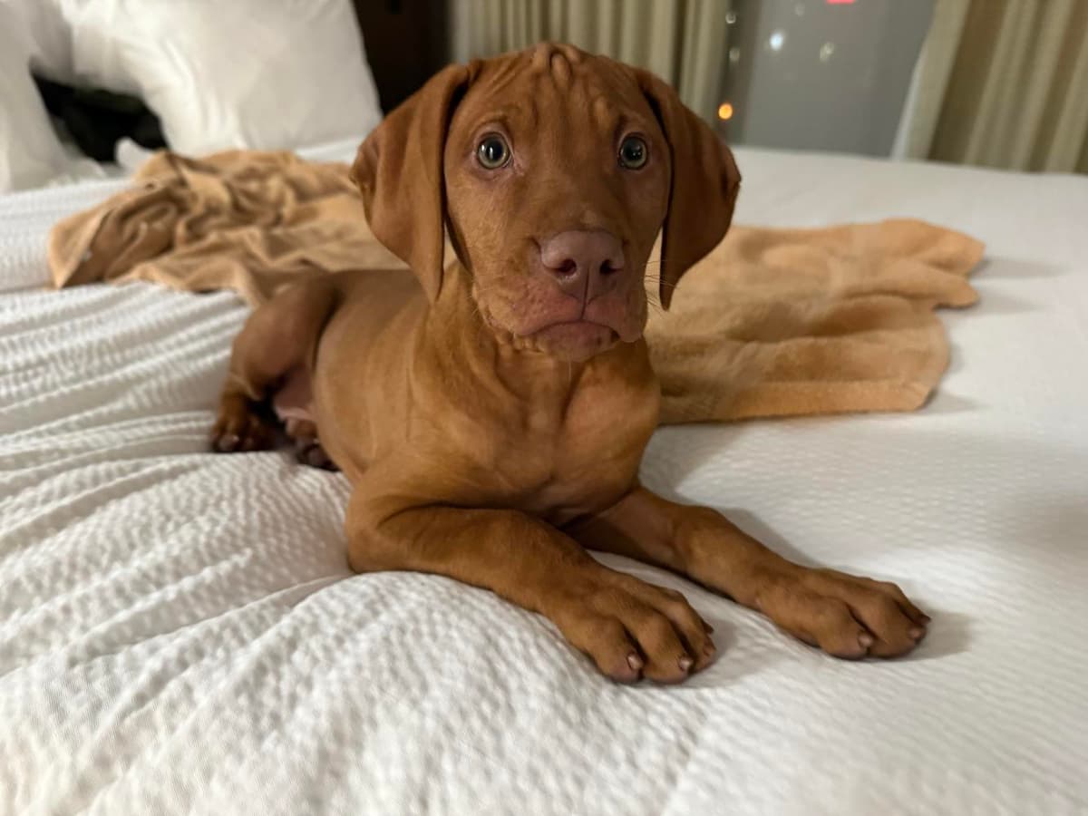 Girl 2 breeder image 14