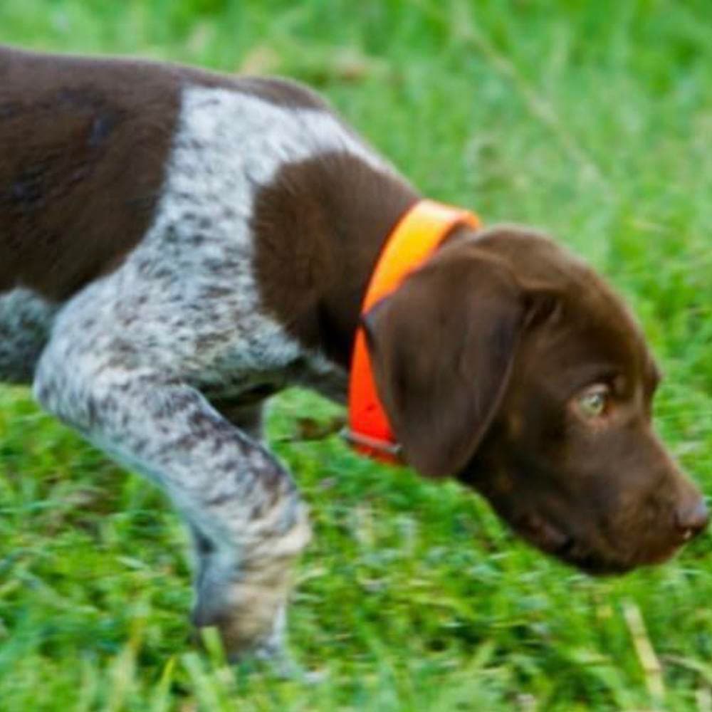 Girl 2 breeder image 2
