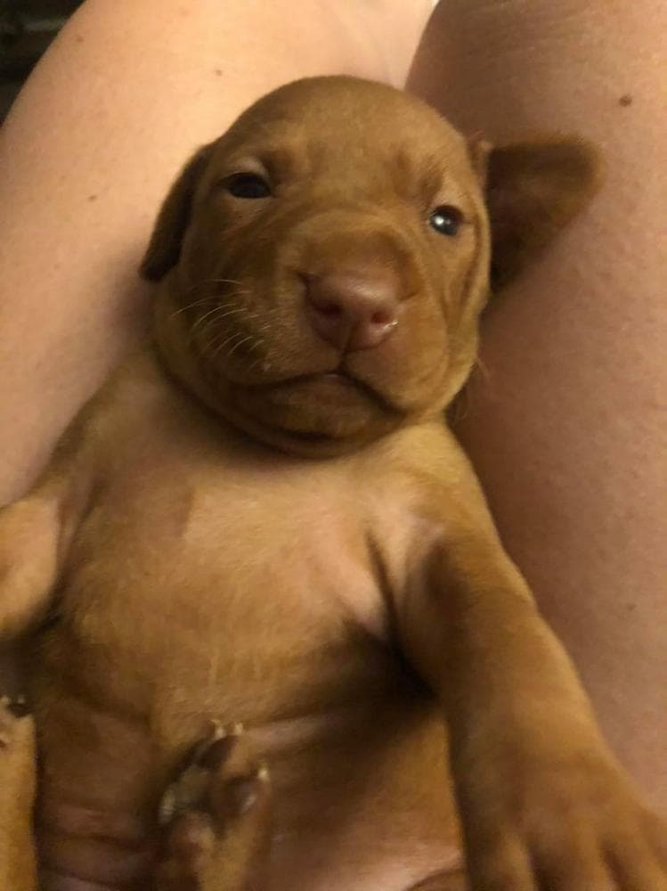 Girl 2 breeder image 8