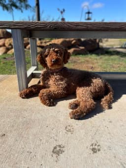 Little Mountain Springers, Springerdoodles & Poodles