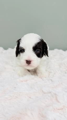 Mindy - Labradoodle