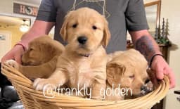 Frankly Golden