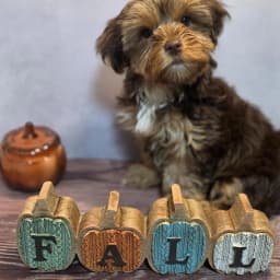 Brooklyn - Yorkshire Terrier