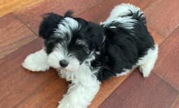 Windyhill Havanese