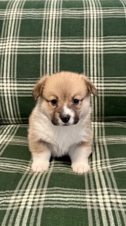 Pembroke Welsh Corgi Puppies - Pembroke Welsh Corgi