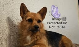 Cutest Corgi's of Austin