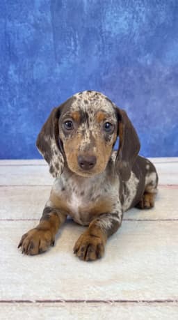 Dachshund Puppies - Dachshund