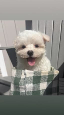 Muffin - Maltese