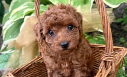 Poodle Me Crazy