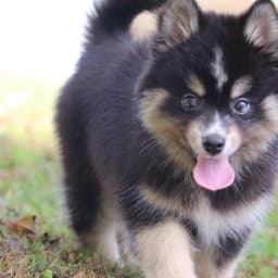 Thunder - Pomsky