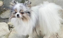 Netzi Poms