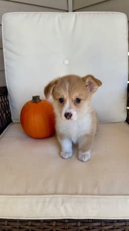 Daphne (Honey) - Pembroke Welsh Corgi