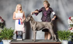 Knucklehead Cane Corso