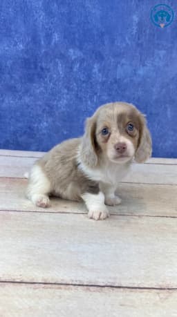 Dachshund Puppies - Dachshund