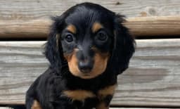 KDKs Kennels