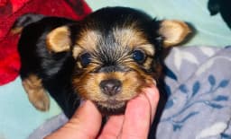 Brittany’s Yorkshire Terriers