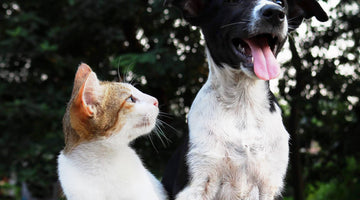 What Dog People Need to Know About Their New Cat