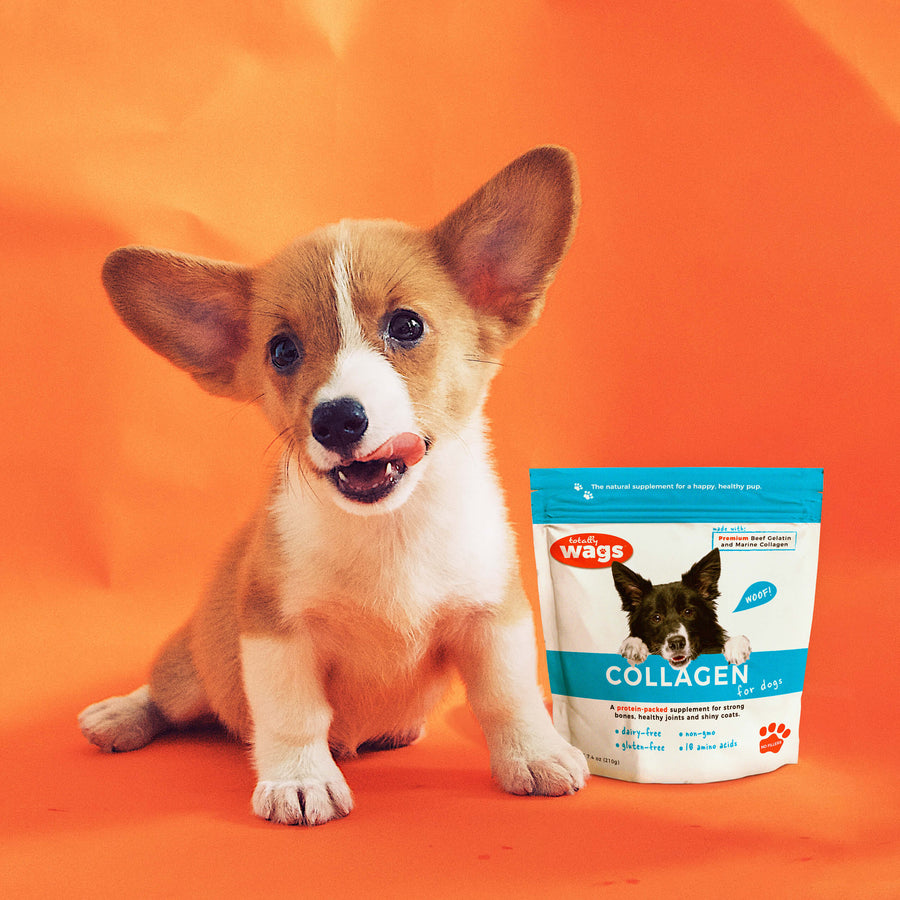 Corgie Puppy on Orange Background with Totally Wags Collagen for Dogs